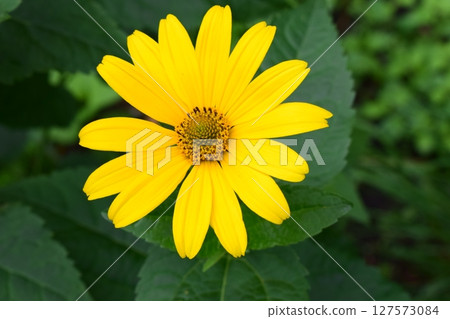 Close-Up of Vibrant Yellow Heliopsis in Garden 127573084