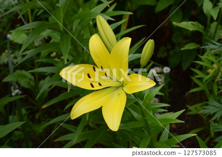 Yellow Lily with Dark Brown Stamens 127573085