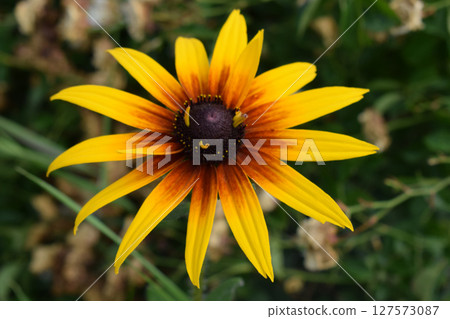 Rudbeckia hirta flower with yellow and orange petals centered around a dark brown heart. 127573087