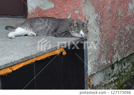 Cat Lounging by Weathered Wall with Peeling Paint 127573098
