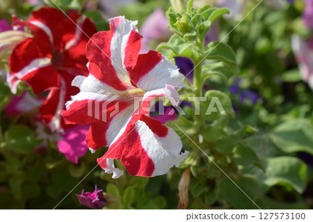 triking Red and White Striped Petunia Flower 127573100
