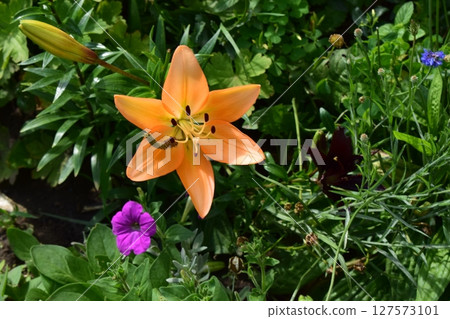 Vibrant Orange Lily After Rainfall in Garden Vibrant Orange Lily After Rainfall in Garden 127573101
