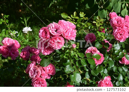 A cluster of vibrant pink roses with lush green leaves, likely in a garden setting. Lush Garden Blooming 127573102
