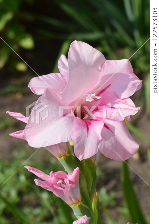 A light pink gladiolus flower, with more intense pink details on the petals. Gladiolus in Pastel Hues 127573103