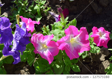 Blooming Petunias in Shades of White, Purple, Pink, and Red 127573160