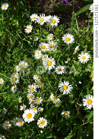 A group of white daisies with yellow centers on a background of green grass. Daisies and Ferns in Green Grass A group of white daisies with yellow centers on a background of green grass. Daisies and Ferns in Green Grass 127573161