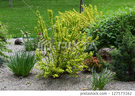A well-maintained garden featuring lush green grass, a variety of plants, and shrubs. Lush Greenery Garden A well-maintained garden featuring lush green grass, a variety of plants, and shrubs. Lush Greenery Garden 127573162