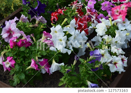 Colorful Petunias in a Well-Maintained Garden 127573163