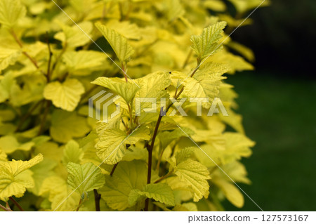 Elongated Yellow Leaves Against a Blue Background Elongated Yellow Leaves Against a Blue Background 127573167