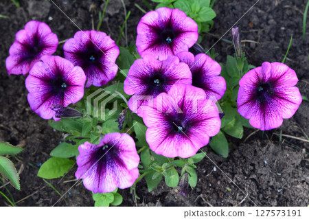 Cluster of Purple Petunias in Garden Setting 127573191