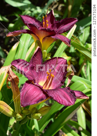 Vibrant Pink Lilies Surrounded by Green Foliage 127573194