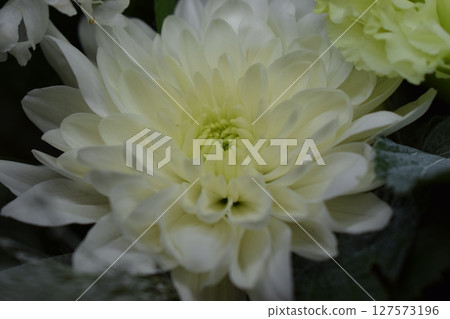 Delicate Details of White Chrysanthemum and Foliage 127573196