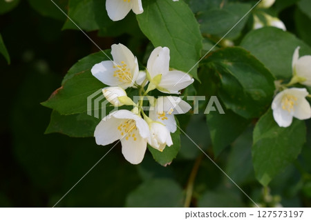 Delicate Jasmine Blossoms with Yellow Stamens Delicate Jasmine Blossoms with Yellow Stamens 127573197
