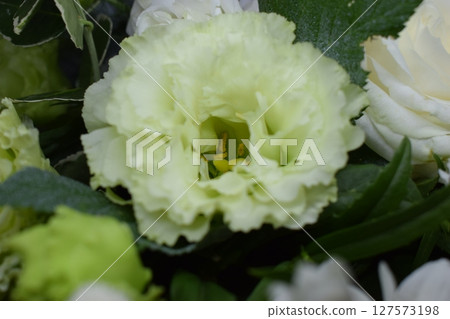 Nature's Elegance: A Close-Up of White and Green Flowers Nature's Elegance: A Close-Up of White and Green Flowers 127573198