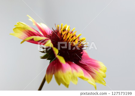 A Gaillardia flower with vibrant colors, predominantly pink, yellow and dark red. A Gaillardia flower with vibrant colors, predominantly pink, yellow and dark red. 127573199