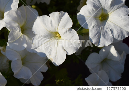 A cluster of white petunias in full bloom, surrounded by green foliage. Natural Beauty of Full-Bloomed Petunias A cluster of white petunias in full bloom, surrounded by green foliage. Natural Beauty of Full-Bloomed Petunias 127573200