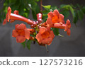 Close-Up of Vibrant Orange Campsis Flowers 127573216