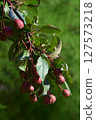 A branch with green leaves and small dark red fruits, hanging in clusters. Natural Abundance of Berry Branch 127573218