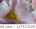 A macro shot of the heart of a flower, specifically a tulip. Intricate Heart of a Tulip 127573220