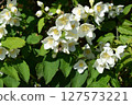 Delicate White Jasmine Flowers in Full Bloom 127573221