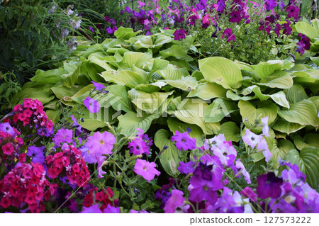 A lush garden filled with large green leaves, typical of hostas, surrounded by a variety of brightly colored flowers, mainly in shades of purple, pink and violet. Colorful Oasis of Green and Blooms 127573222