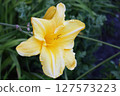 Yellow Flower with Ruffled Petals and Buds 127573223