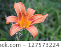 Close-Up of Vibrant Orange Daylily with Yellow Accents 127573224