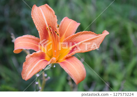 Close-Up of Vibrant Orange Daylily with Yellow Accents Close-Up of Vibrant Orange Daylily with Yellow Accents 127573224