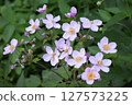 A group of light violet flowers with yellow centers, growing on slender stems with green background leaves. Delicate Blooms Against Green Canvas 127573225