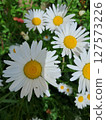 A cluster of vibrant daisies. Vibrant Daisies in Sunlit Garden 127573226