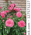 A cluster of vibrant pink roses growing against a brick wall. Vibrant Cluster in Full Bloom 127573227