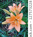Vibrant Orange Lily After Rainfall in Garden 127573228