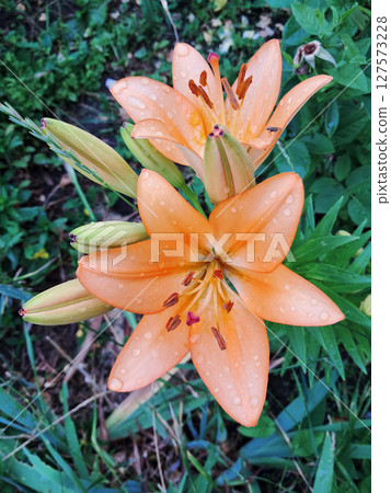 Vibrant Orange Lily After Rainfall in Garden Vibrant Orange Lily After Rainfall in Garden 127573228