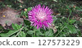 Intricate Details of a Bright Purple Cornflower 127573229
