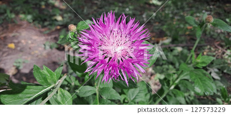 Intricate Details of a Bright Purple Cornflower Intricate Details of a Bright Purple Cornflower 127573229