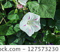 Close-Up of White Hypomeia with Pink Streaks 127573230