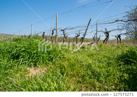 Landscape of vineyard with much empty grapes trees and green gras with flowers in the sun day. Spring nature background. 127573271