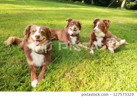 Three dogs are laying on the grass in a park Three dogs are laying on the grass in a park 127573329