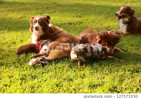 Group of dogs are laying on the grass Group of dogs are laying on the grass 127573330
