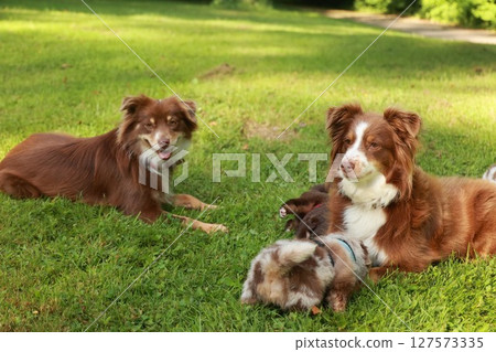 Three brown dogs are laying in a grassy field 127573335