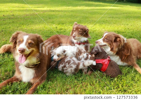 Group of dogs are laying on the grass, one of which is wearing a red harness Group of dogs are laying on the grass, one of which is wearing a red harness 127573336