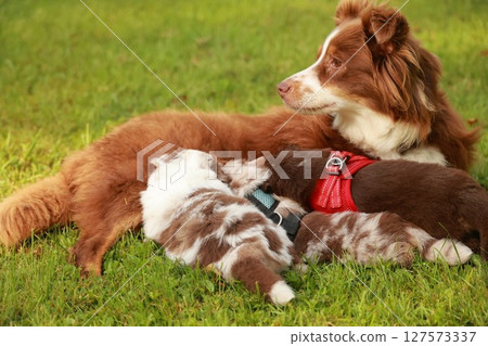 Dog is laying on the grass with three puppies Dog is laying on the grass with three puppies 127573337