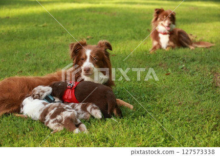 Three dogs are laying on the grass, one of which is nursing a puppy Three dogs are laying on the grass, one of which is nursing a puppy 127573338