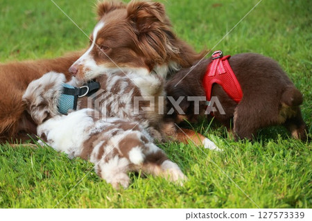 Dog is laying on the grass with two other dogs Dog is laying on the grass with two other dogs 127573339
