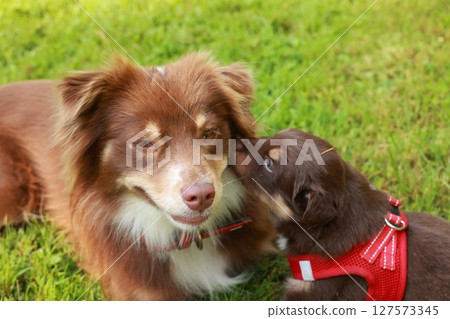 Brown and white dog is laying on the grass next to a smaller brown 127573345