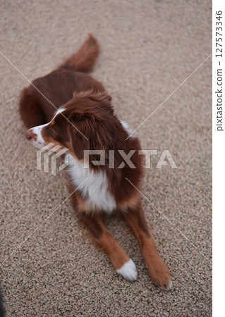 Brown and white dog is laying on the ground 127573346