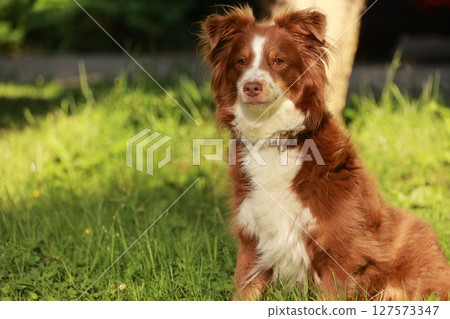 Brown and white dog is sitting in the grass Brown and white dog is sitting in the grass 127573347