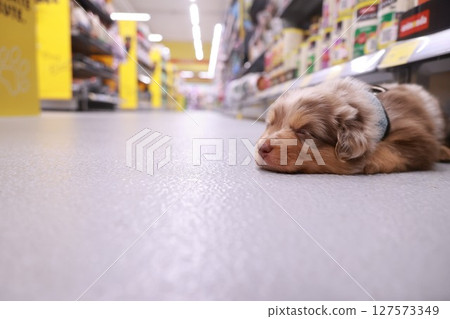 Cute brown dog is laying on the floor of a store Cute brown dog is laying on the floor of a store 127573349