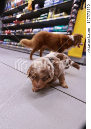 Brown and white dog is sniffing the ground in a store Brown and white dog is sniffing the ground in a store 127573350