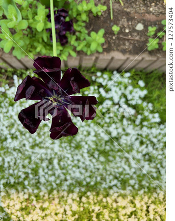 A composition of deep wine-red tulips photographed from directly above a flowerbed A composition of deep wine-red tulips photographed from directly above a flowerbed 127573404